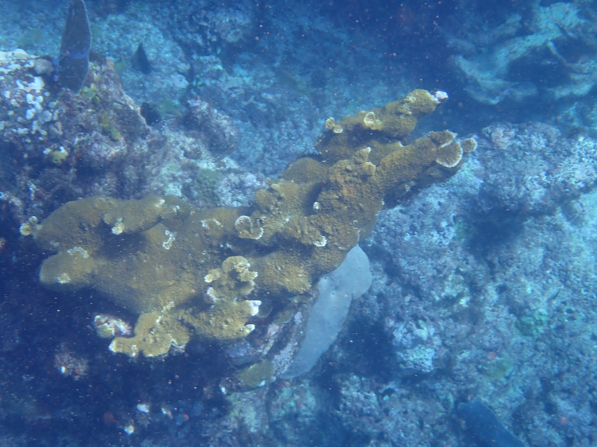 Elkhorn Coral