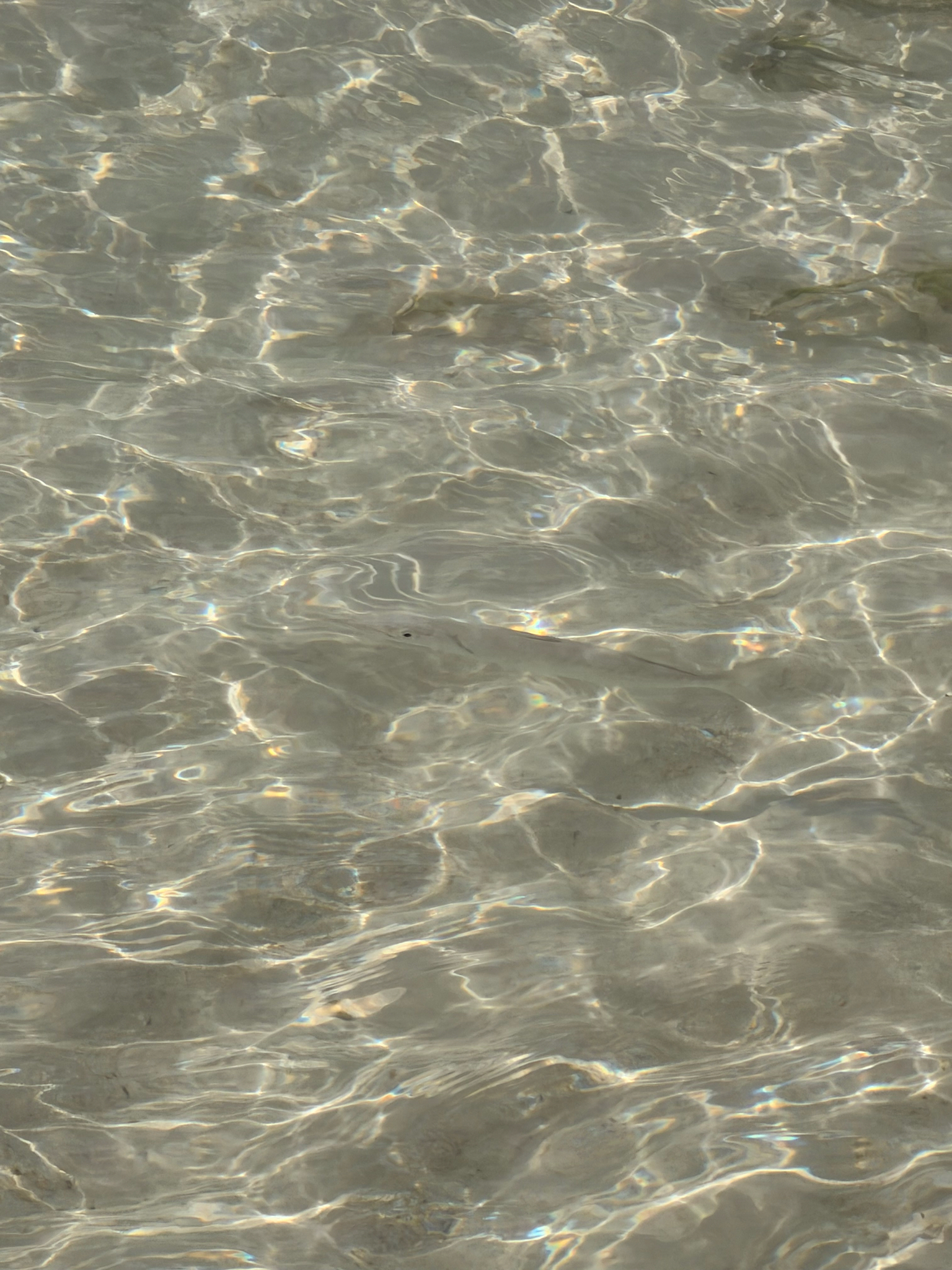Barracuda