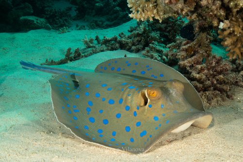 Stingrays