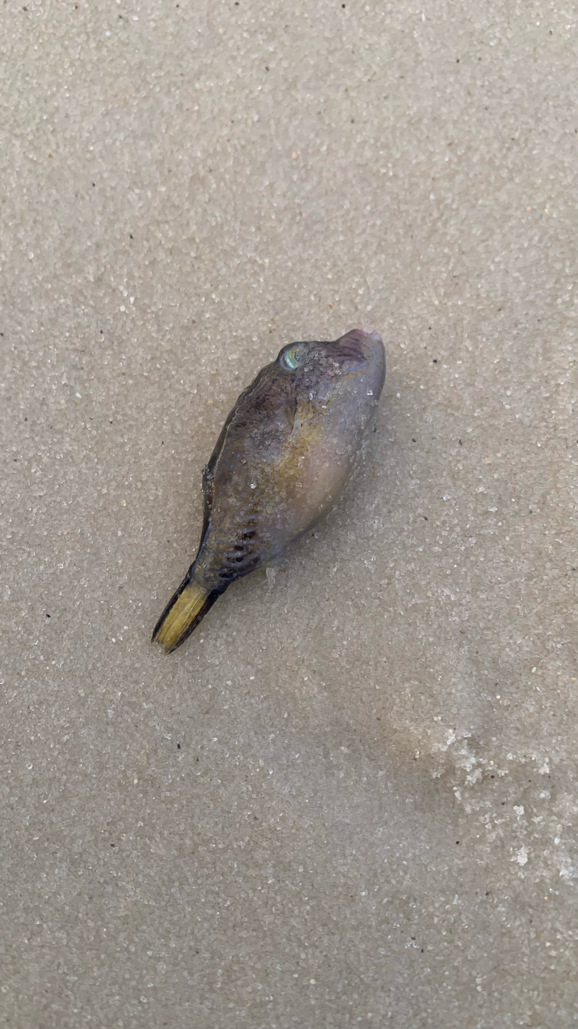 Puffer Fish