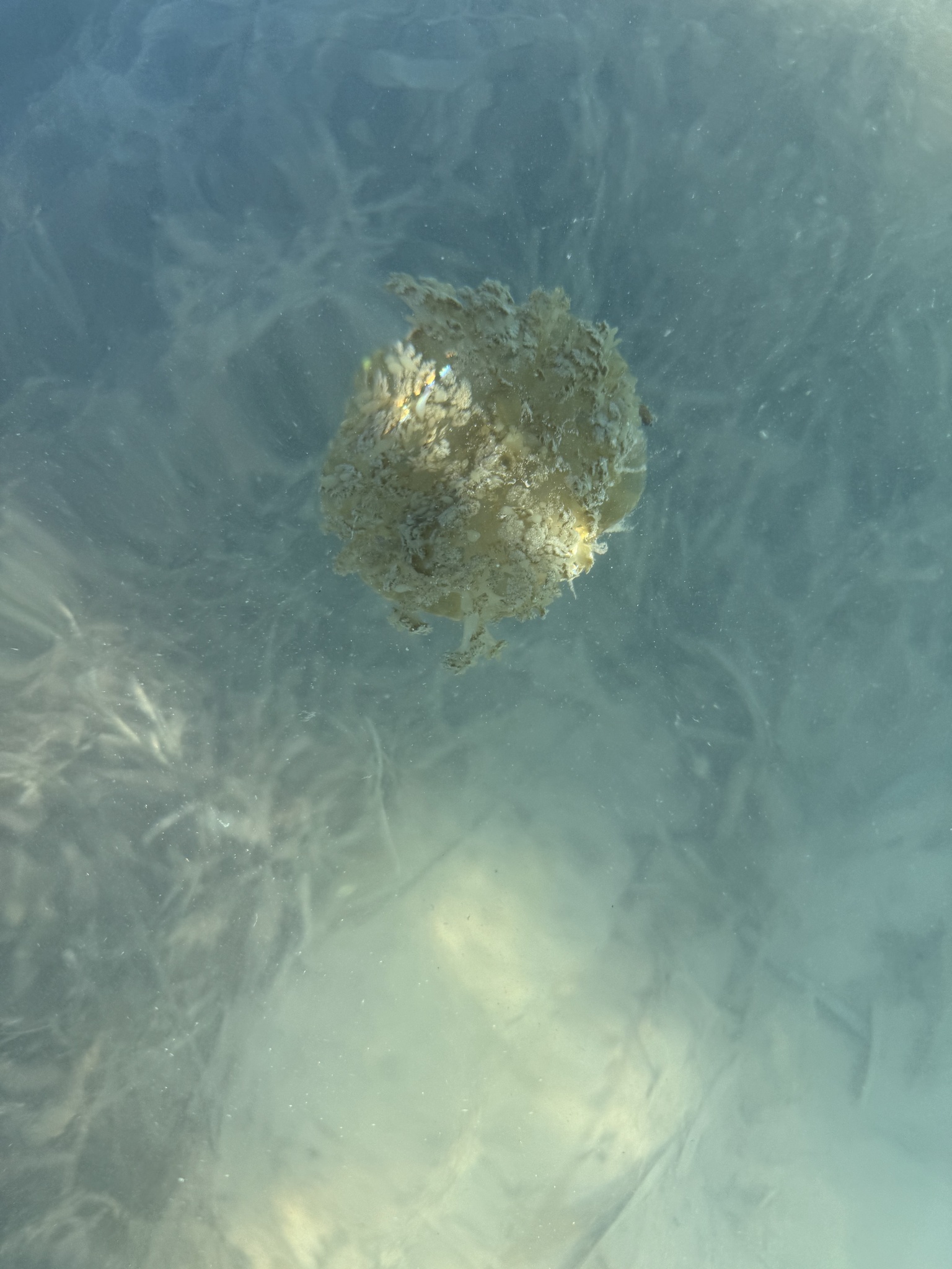 upside down jellyfish