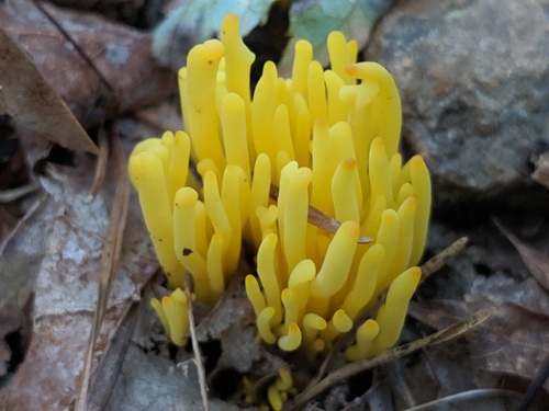 Corals