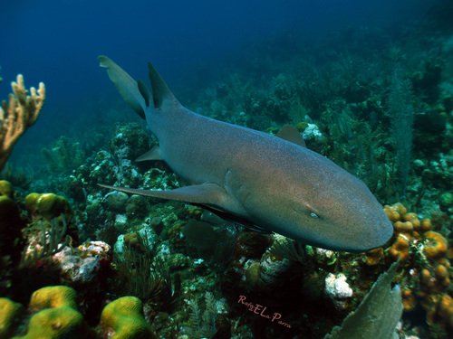 Nurse Sharks