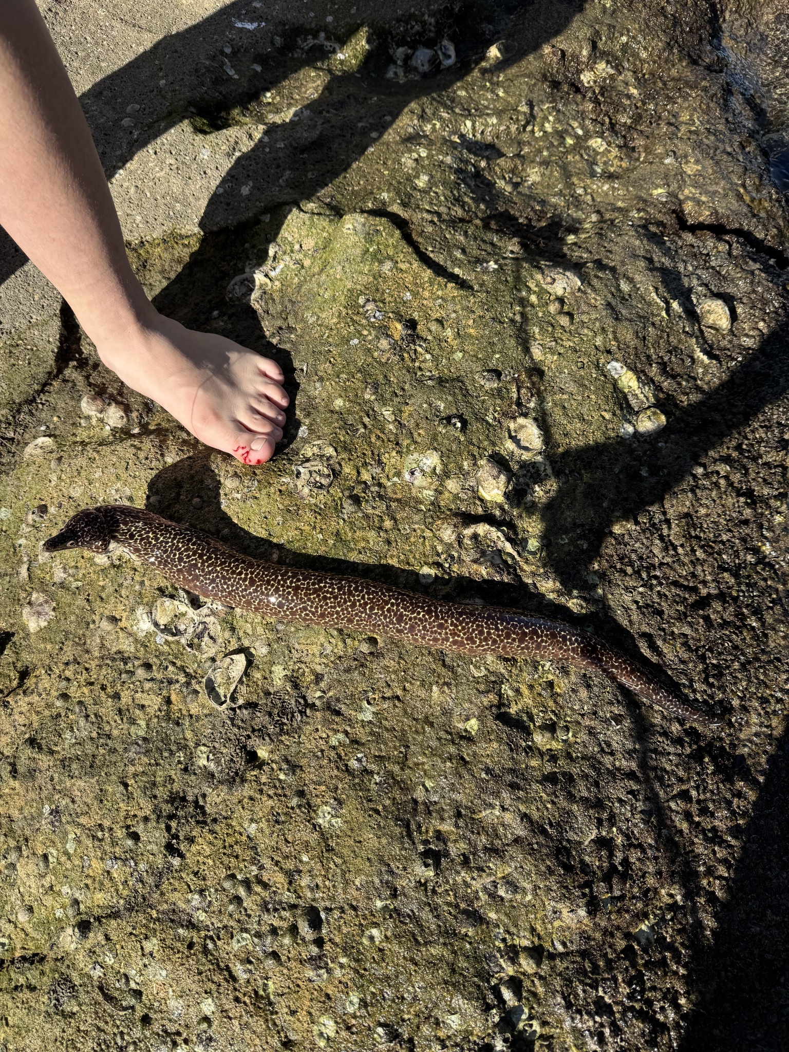 Spotted Moray Eel