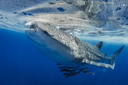 Whale Shark