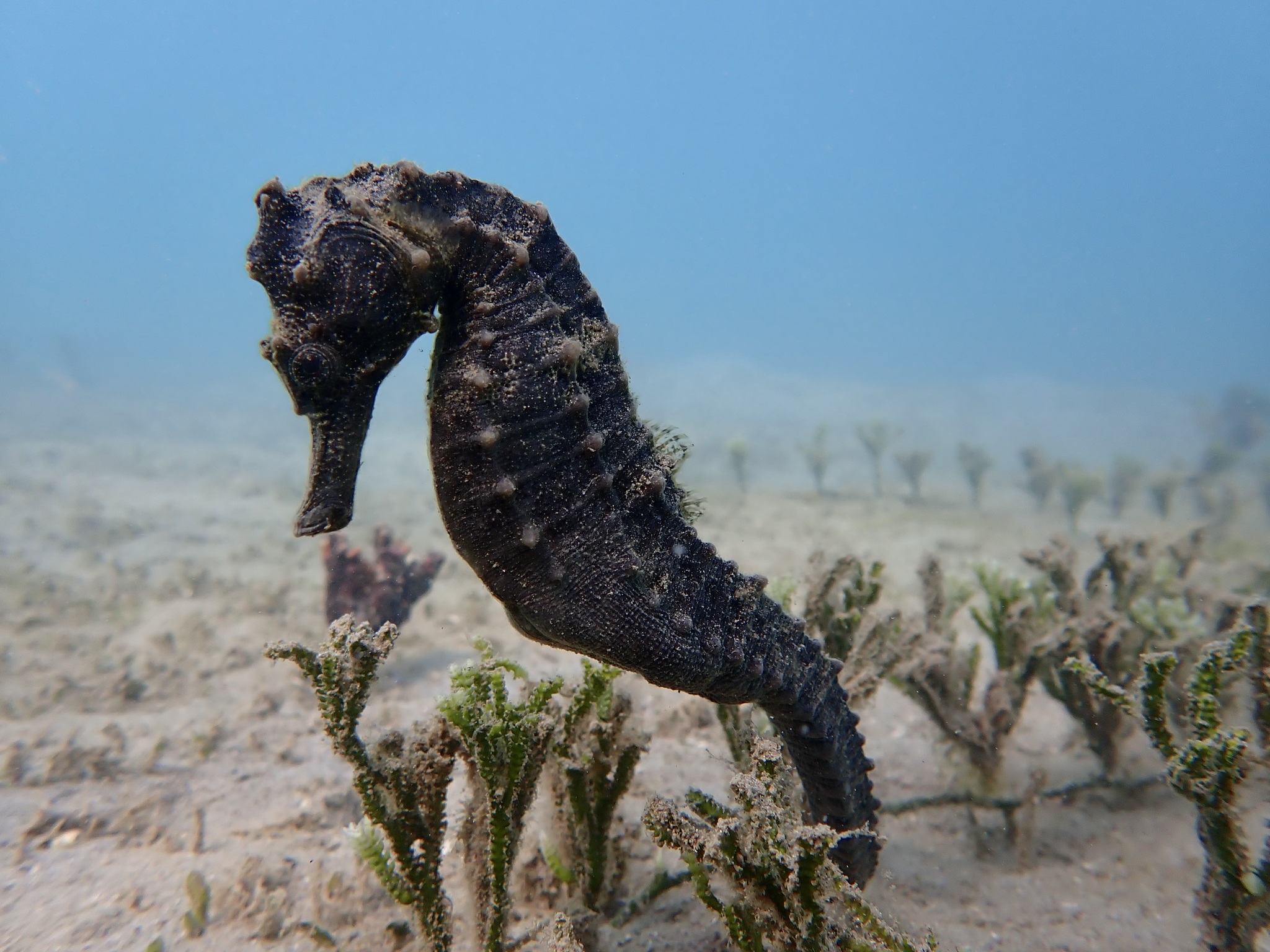 Sea Horse