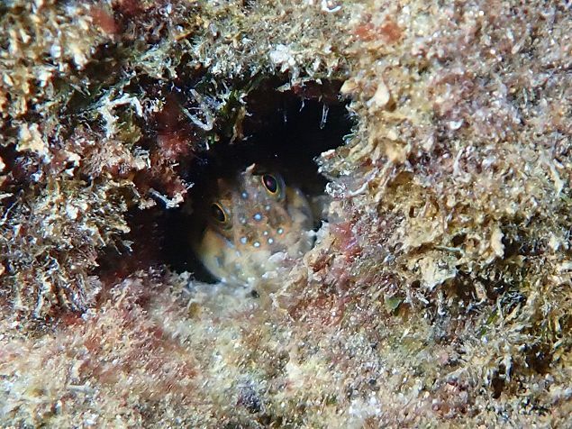 Blennies