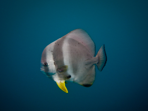 Batfish