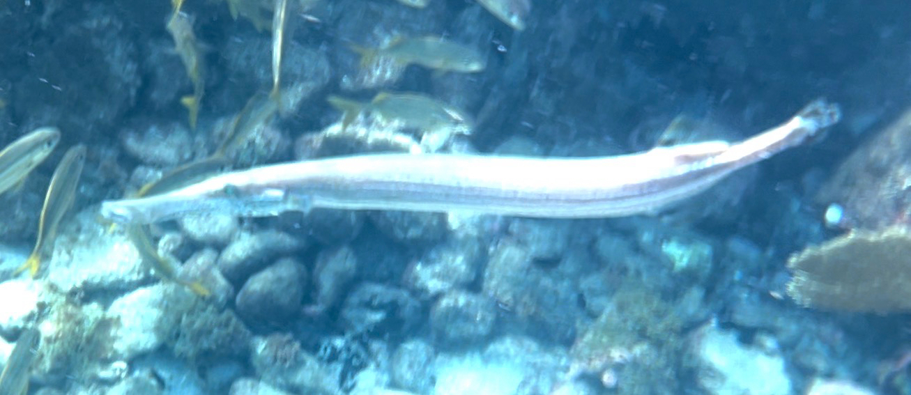 Trumpet Fish