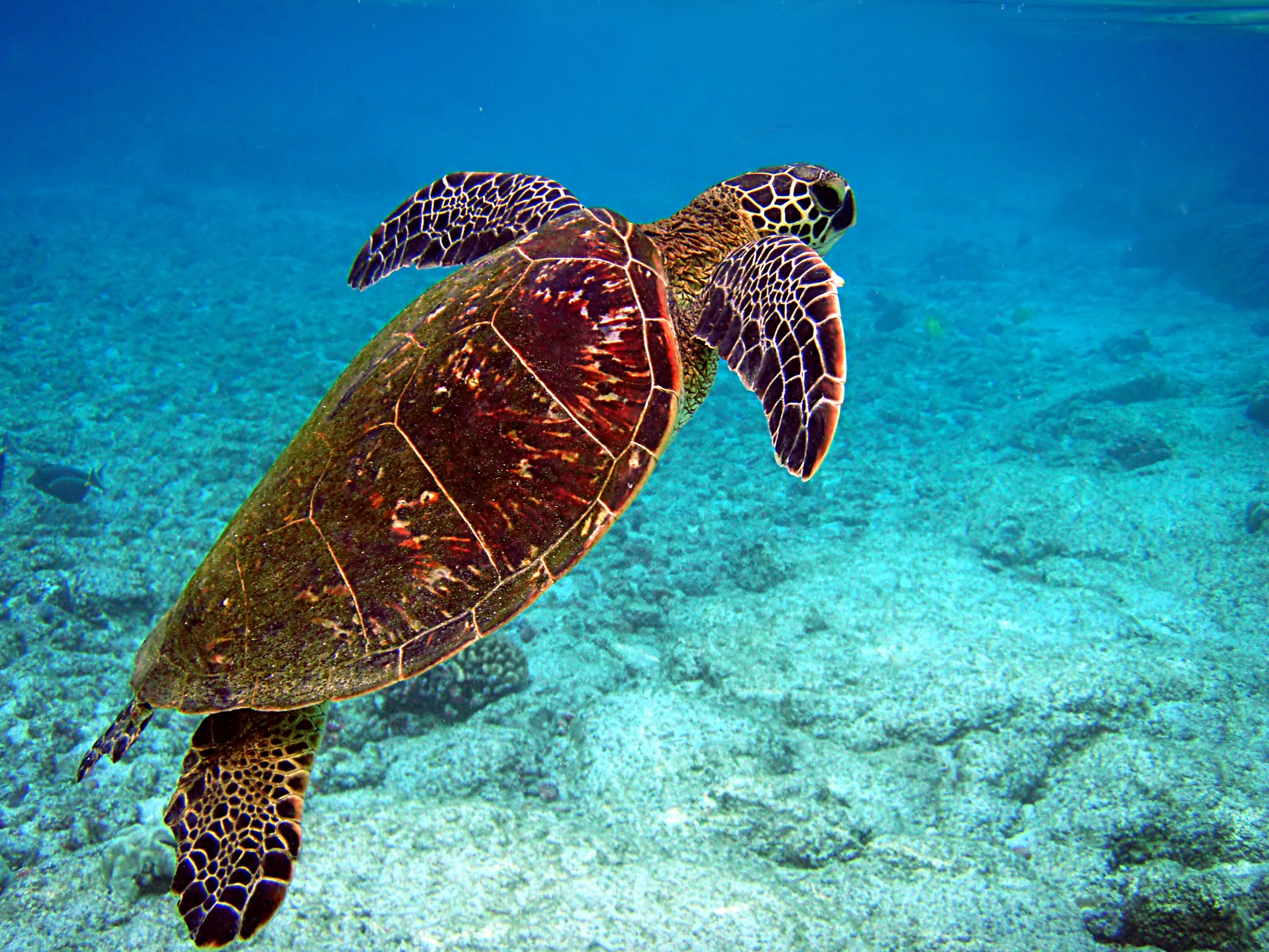 Turtles