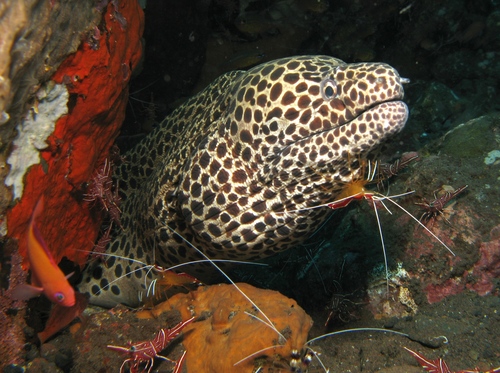 Moray