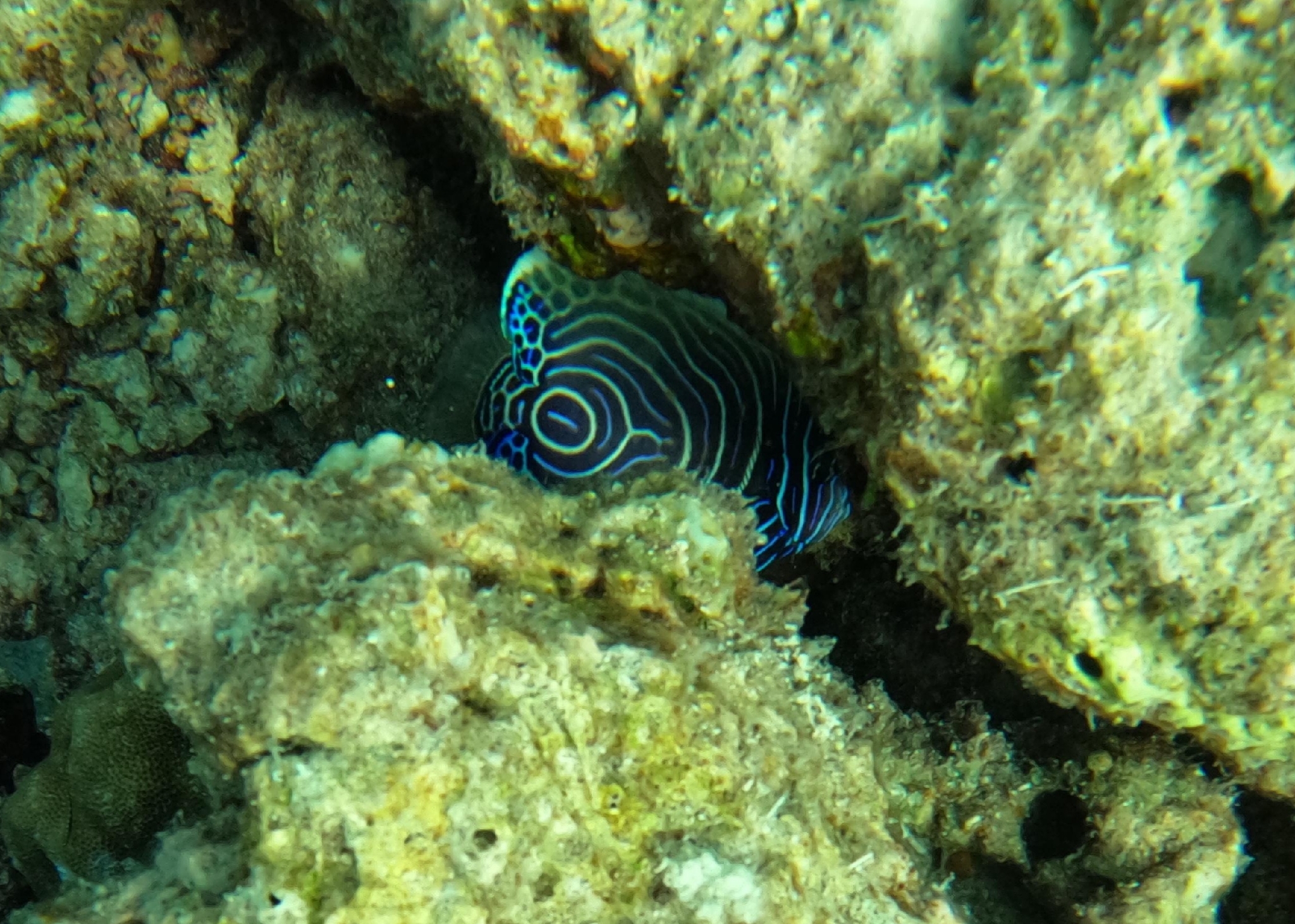Angelfish
