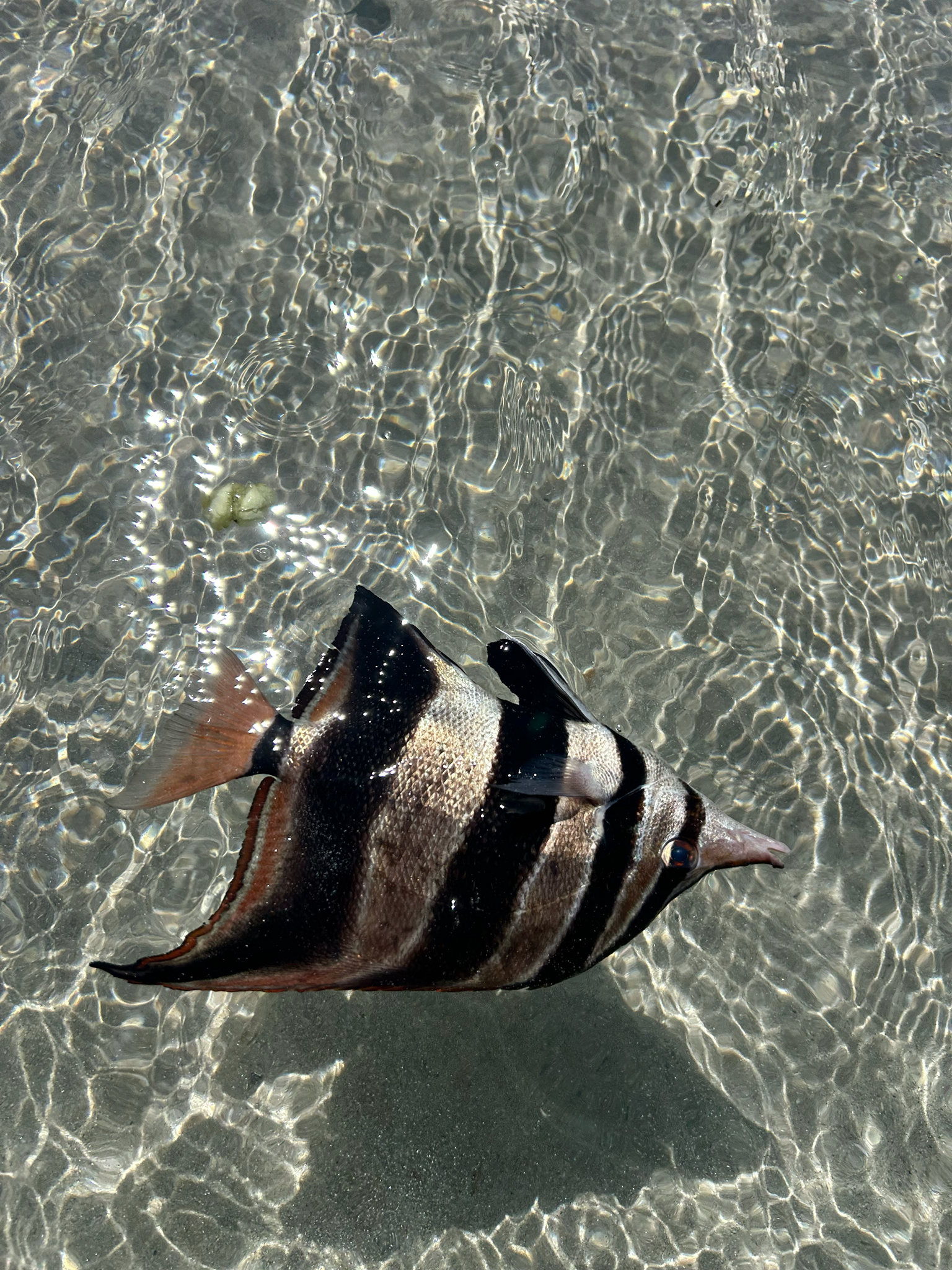 Butterflyfish