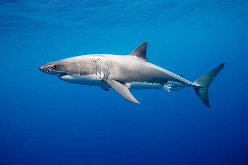 Great Barrier Reef Shark