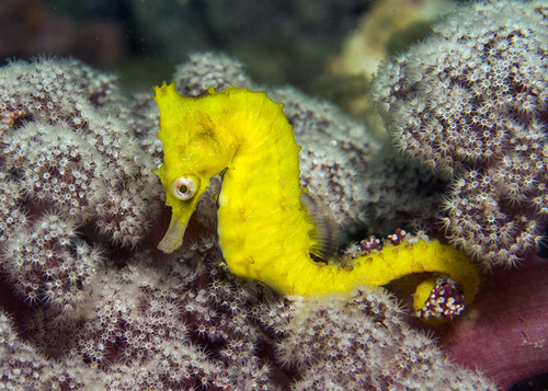 Seahorse