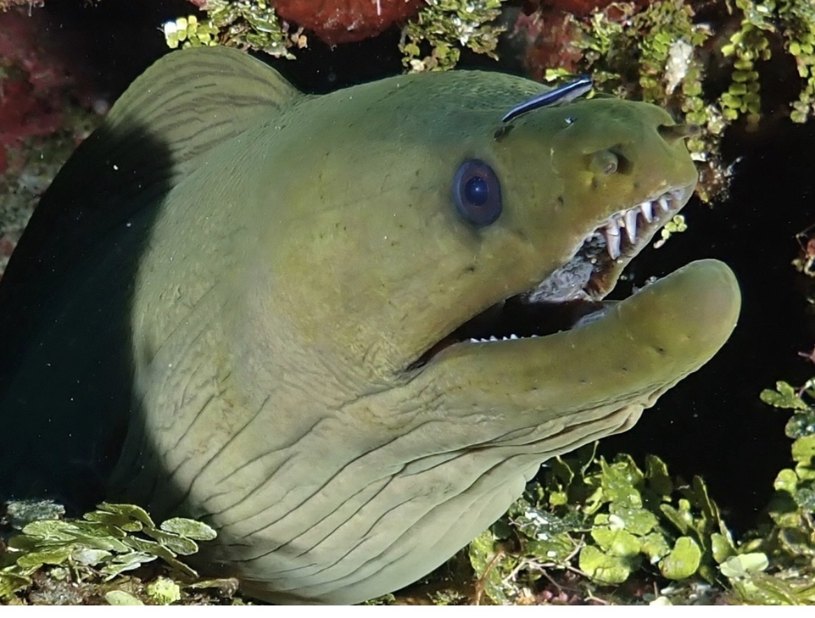 moray eels