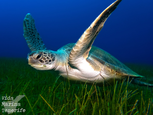 Turtle