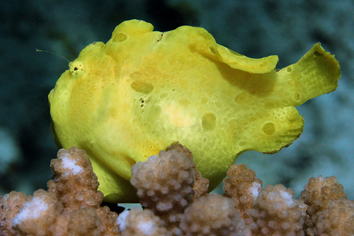 Frog Fish