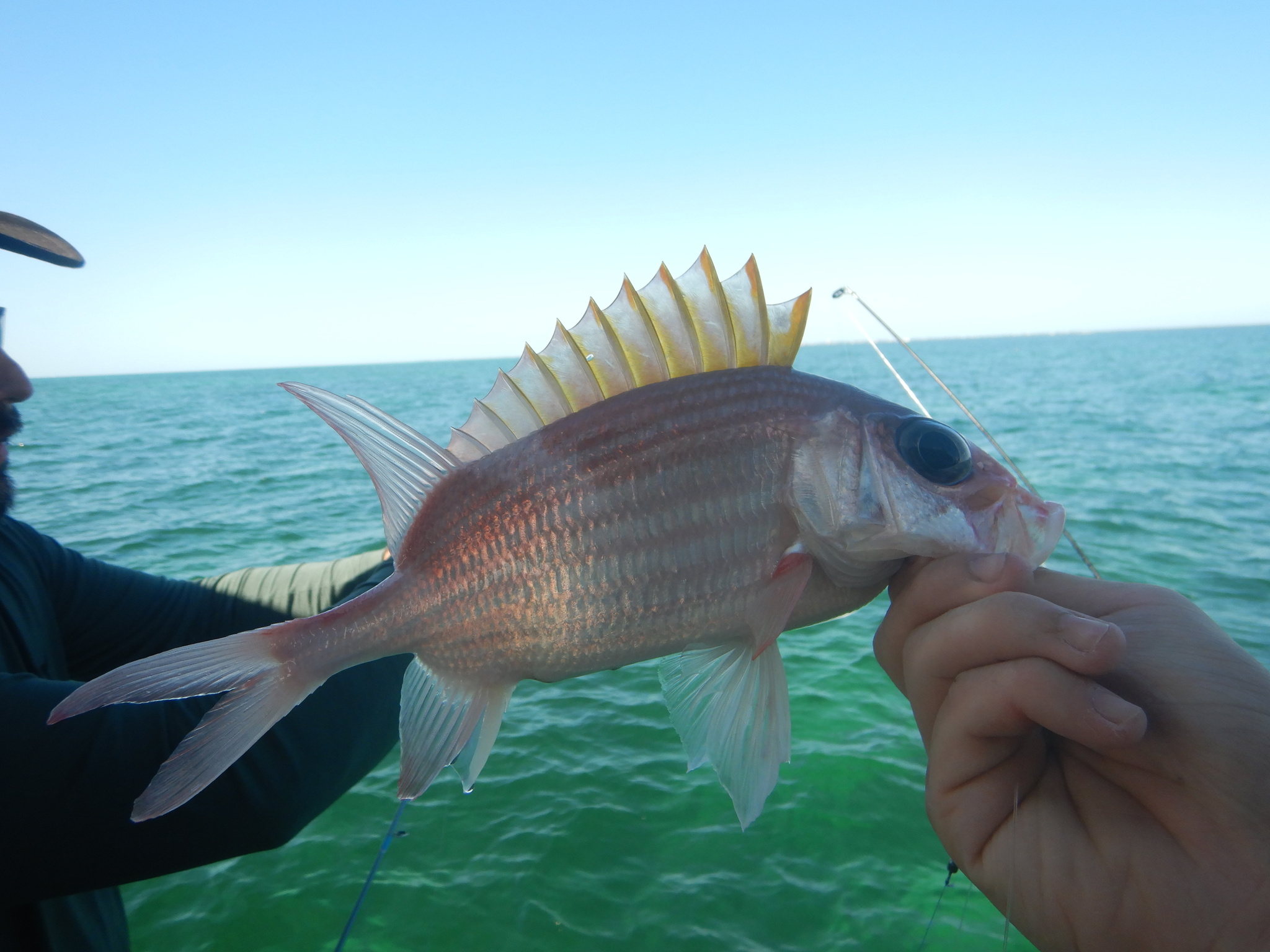 Squirrelfish