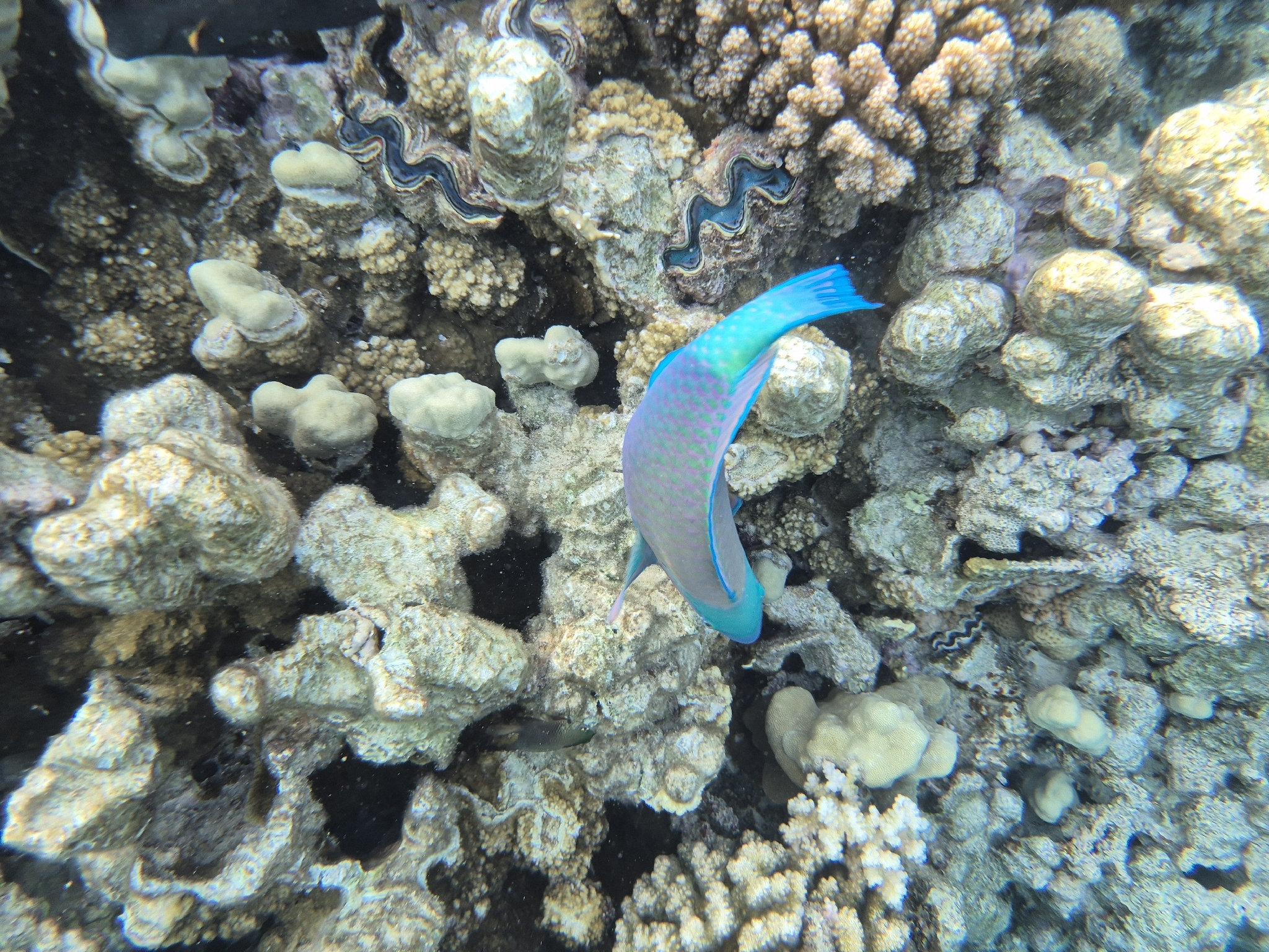 Parrotfish