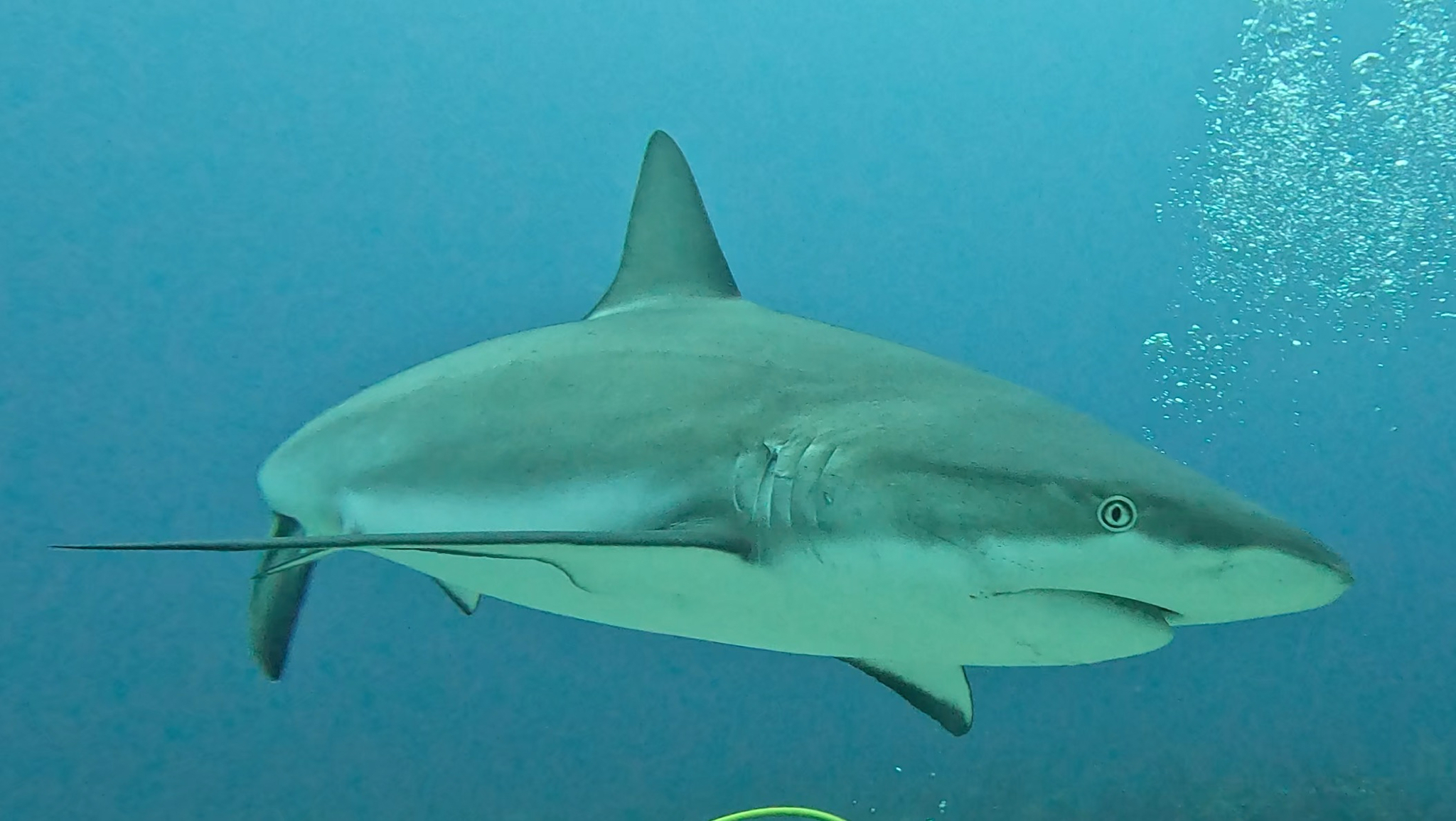Requins De Récif Des Caraïbes