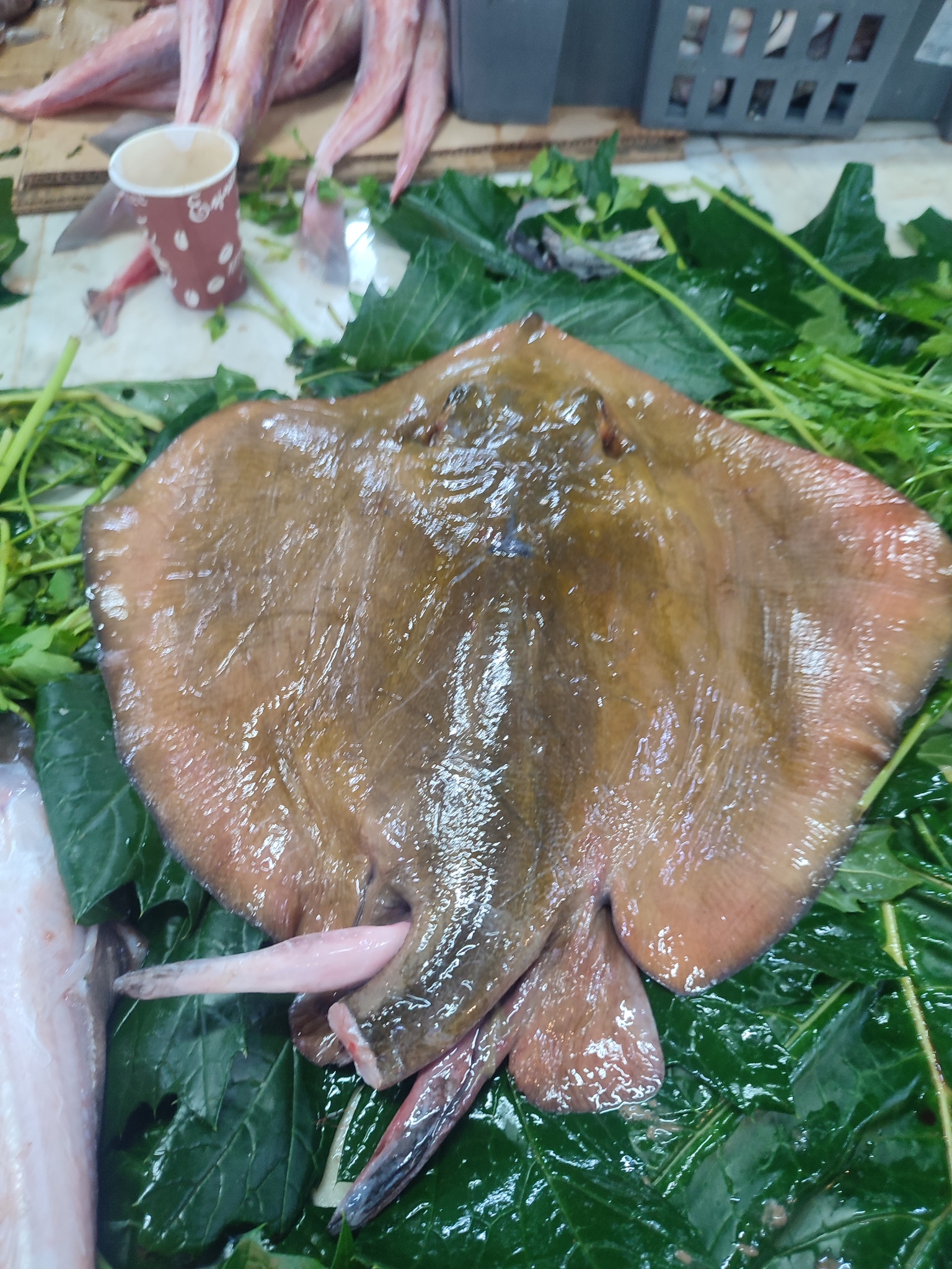 Sting Ray