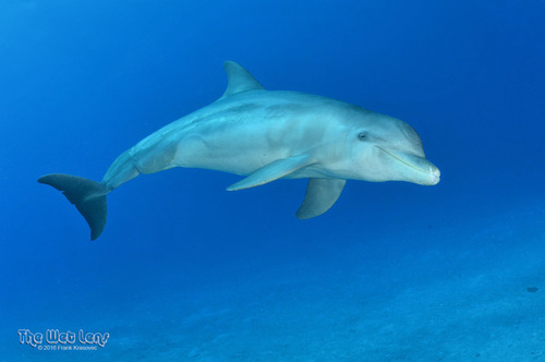 Bottlenose Dolphins