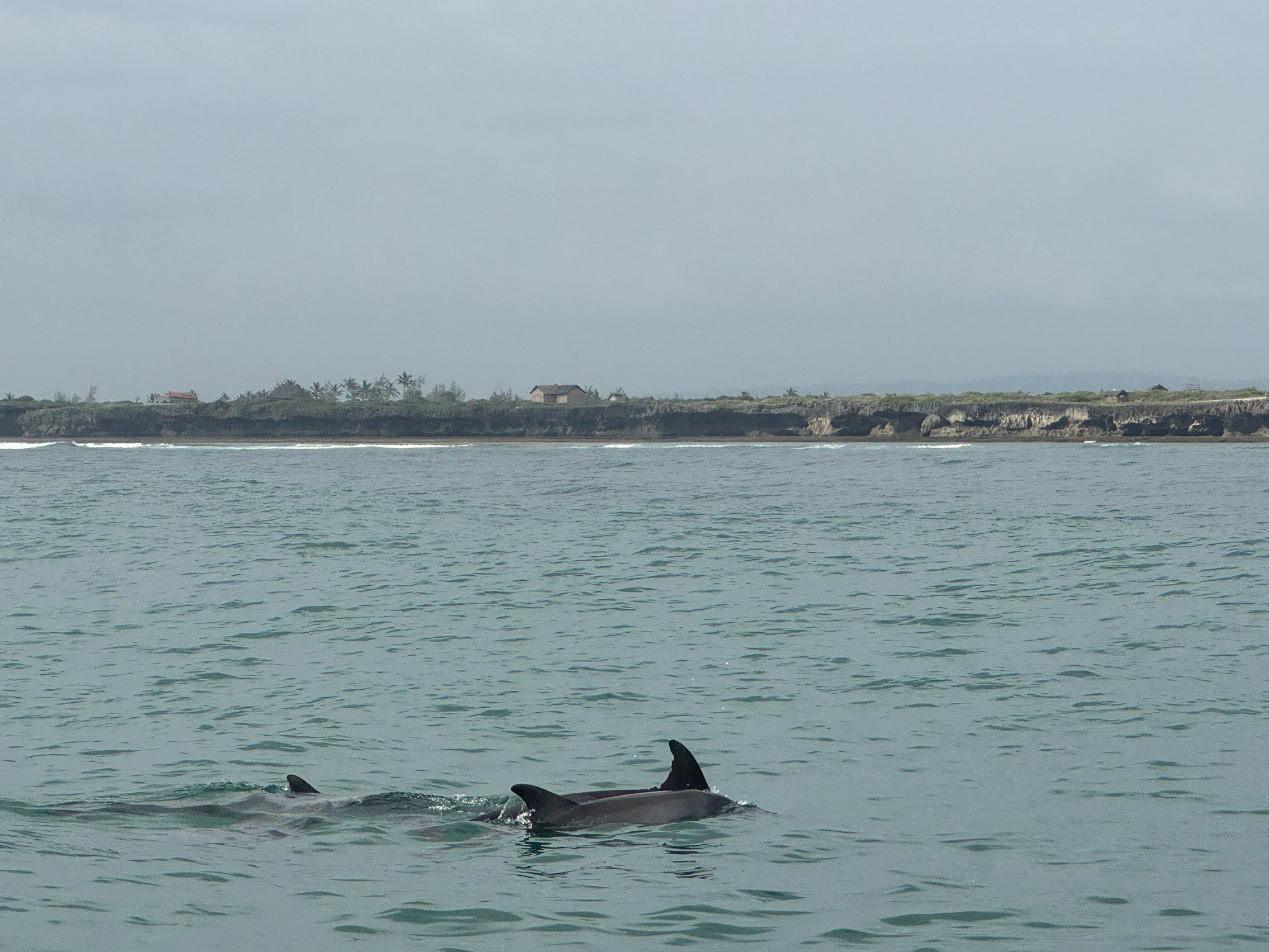 Dolphins