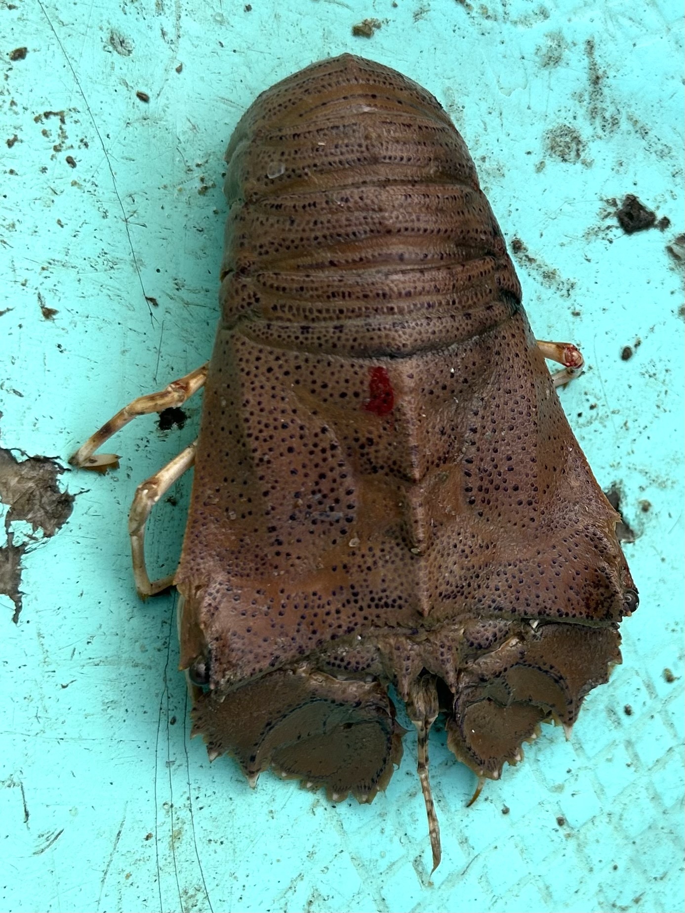 Slipper Lobster