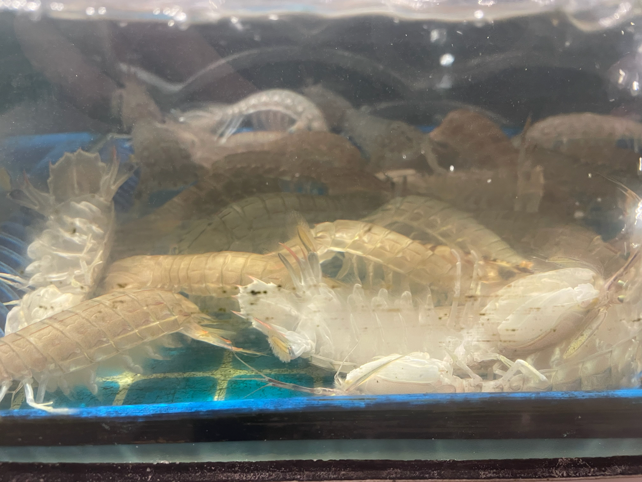 Mantis Shrimp