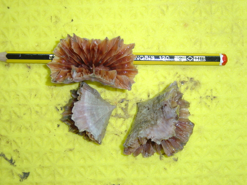 Coral
