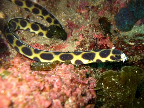 Spotted Snake Eel