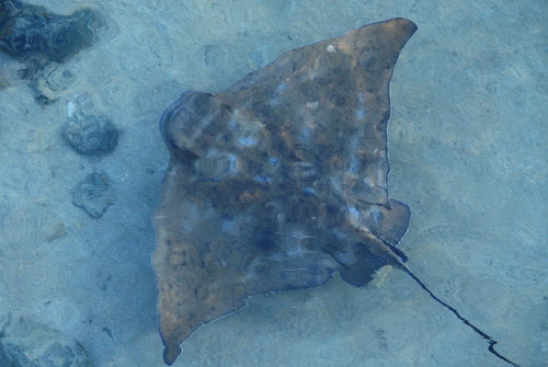 eagle rays