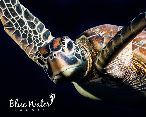 Sea Turtle