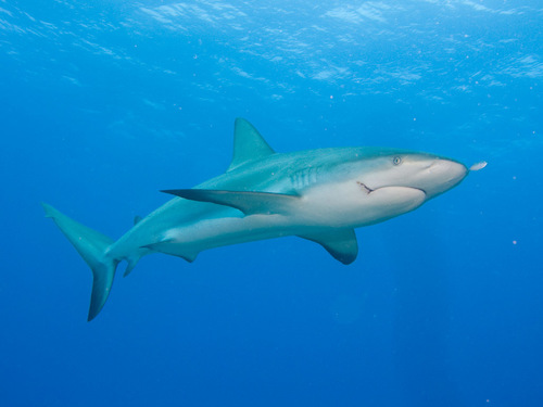 Shark