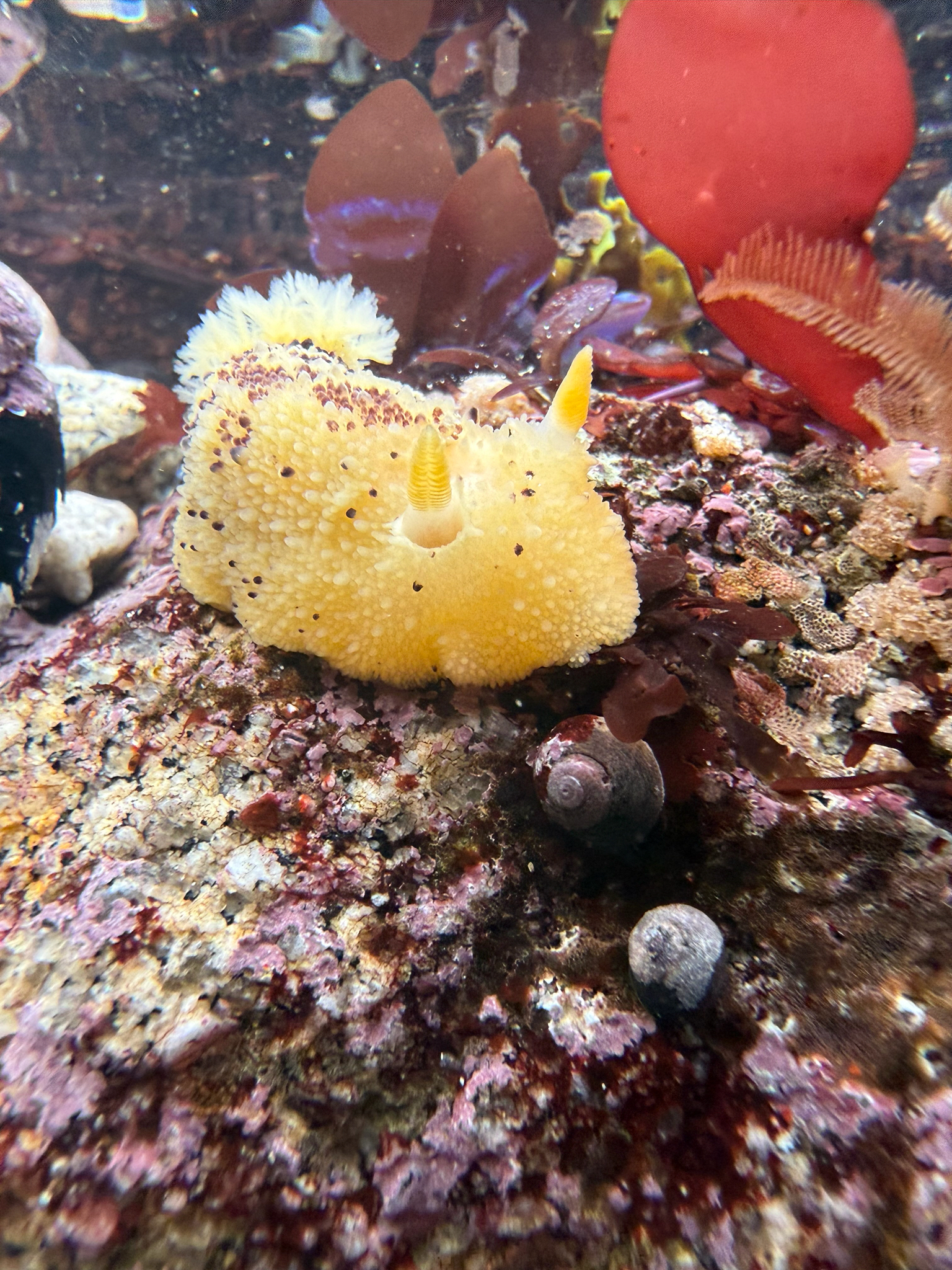 Nudibranchs