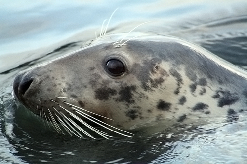 Grey Seals