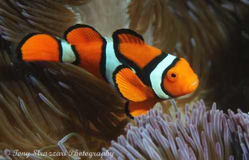 Clownfish
