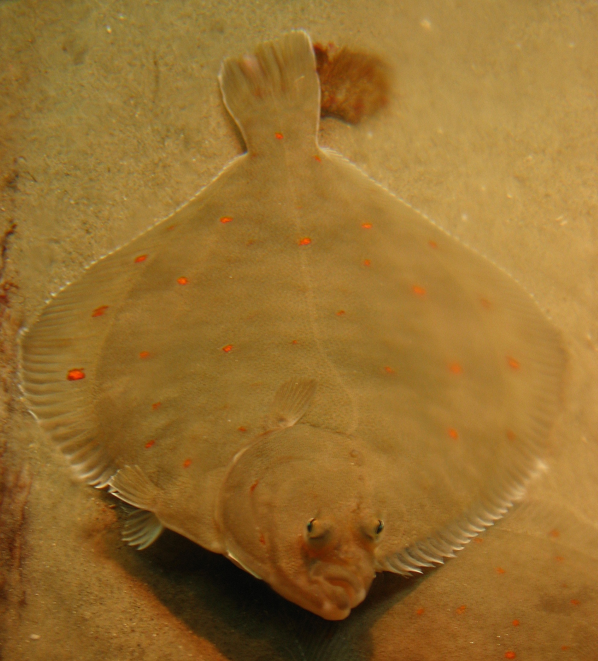 Flatfishes