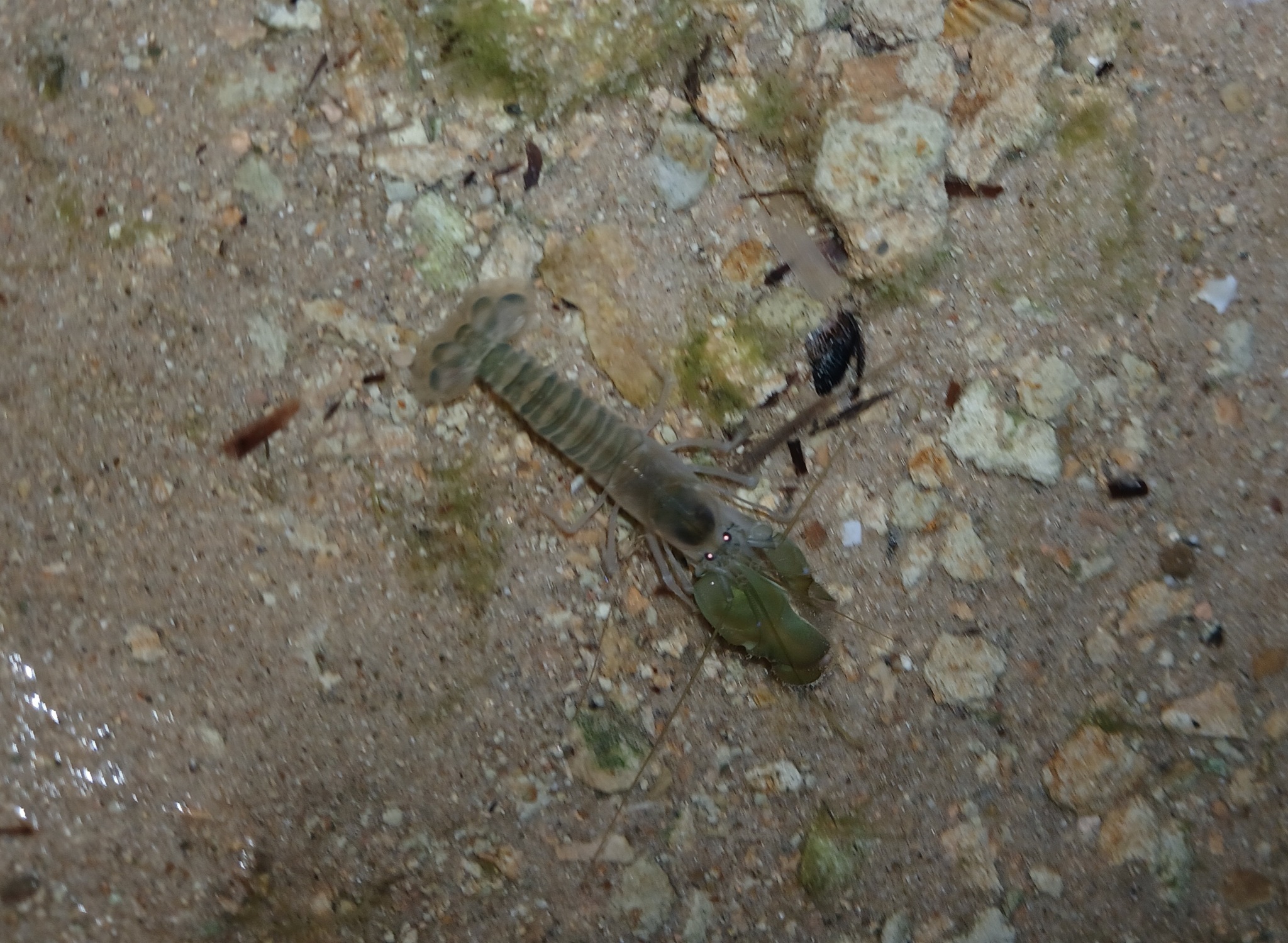 Snapping Shrimp