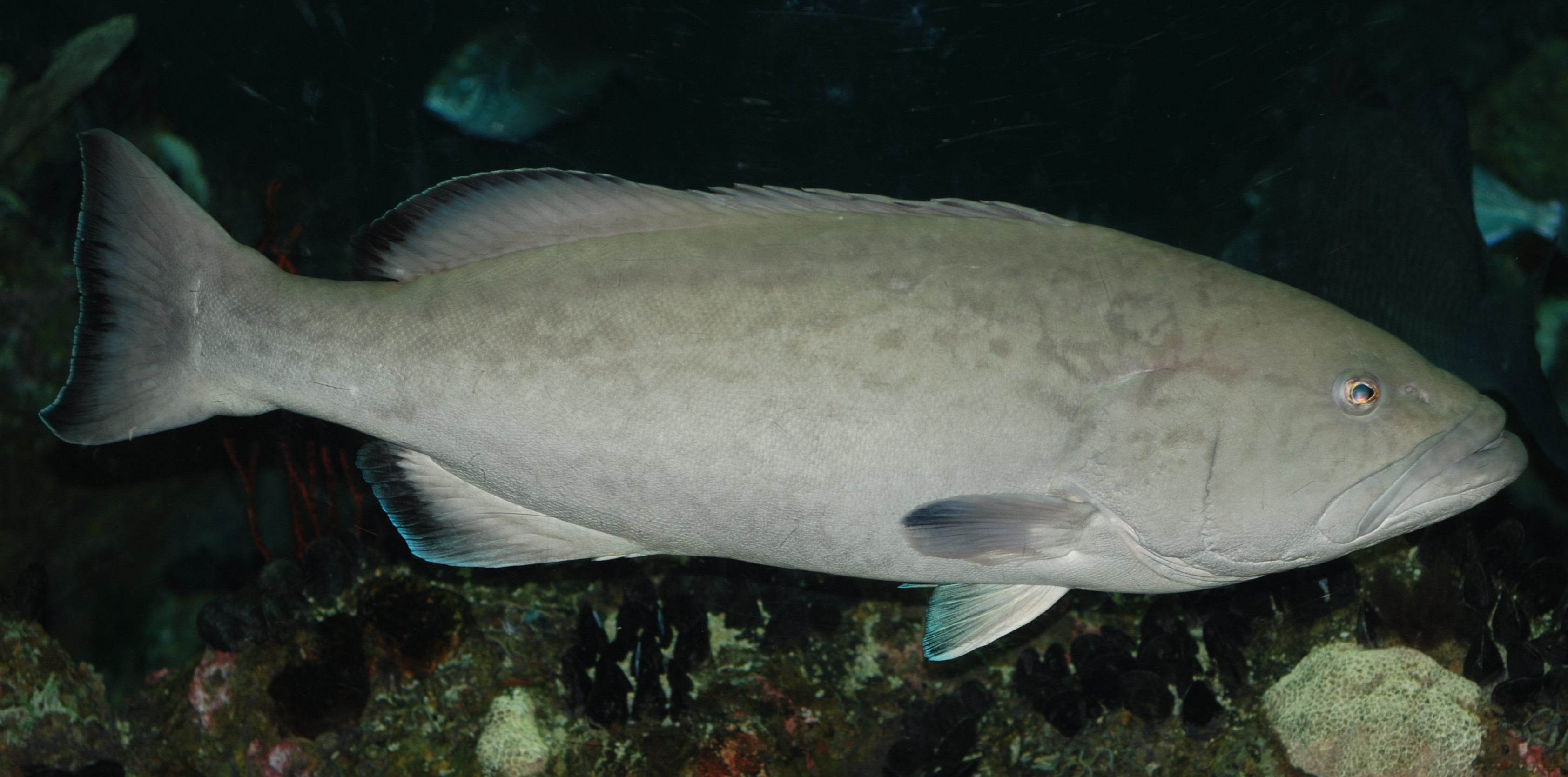 groupers