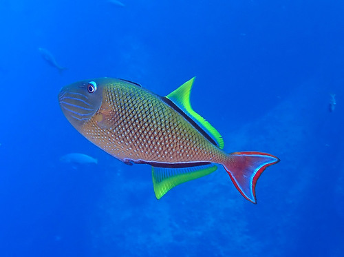 Sargassum Trigger Fish