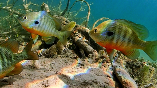 Sunfish