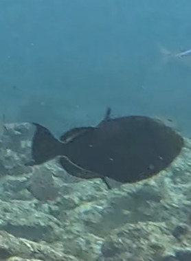 Triggerfish
